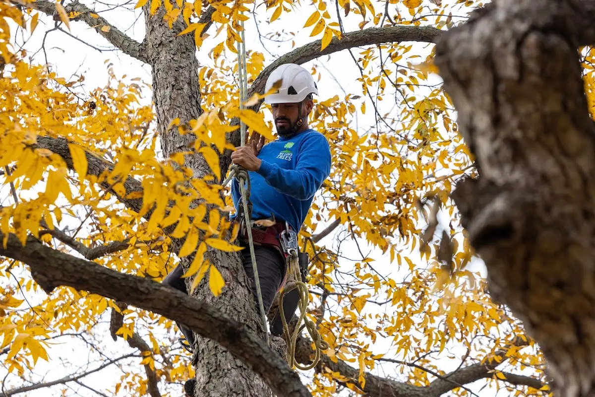 Skilled Tree Planting crew working in Piedmont